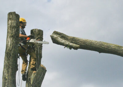 Addetti ai sistemi di accesso e posizionamento mediante funi – Modulo B per l’accesso e l’attività lavorativa su alberi